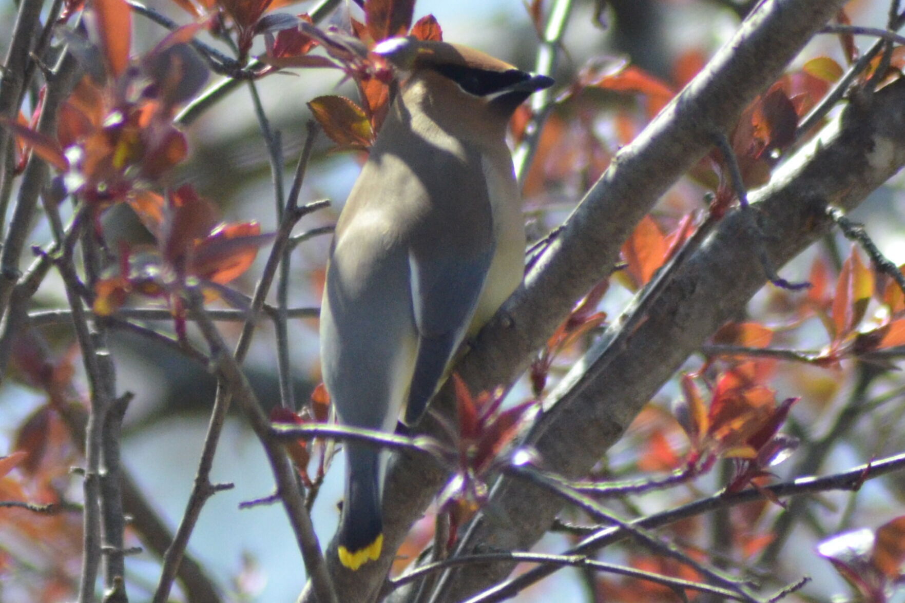 Morning visitor
